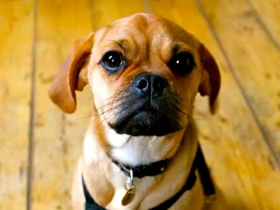 Perros mestizos: tipos, adopcion y ventajas