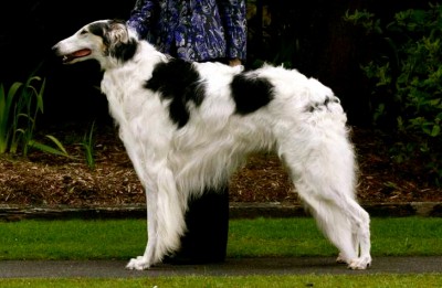Borzoi, el galgo ruso que cazaba lobos