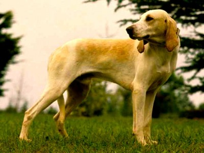 Billy