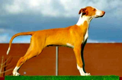 Podenco Ibicenco