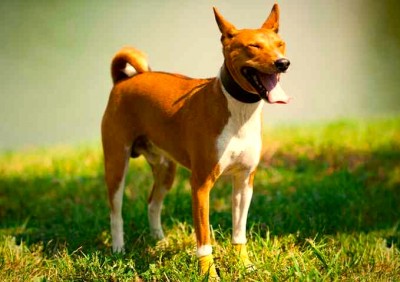 Basenji, características de este curioso perro de caza