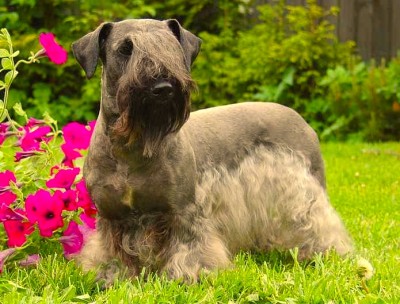 Cesky Terrier, el perro terrier checo